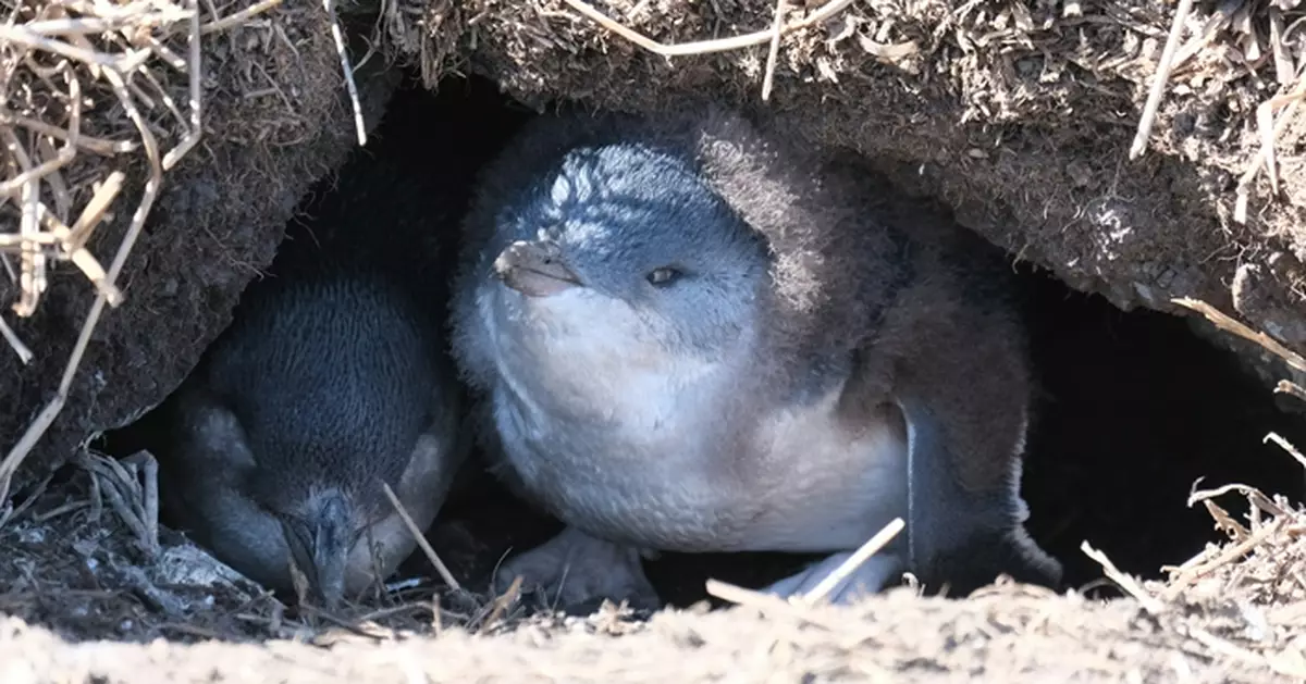 H5N1禽流感入侵澳洲！政府計劃為約5千隻野生小藍企鵝接種疫苗