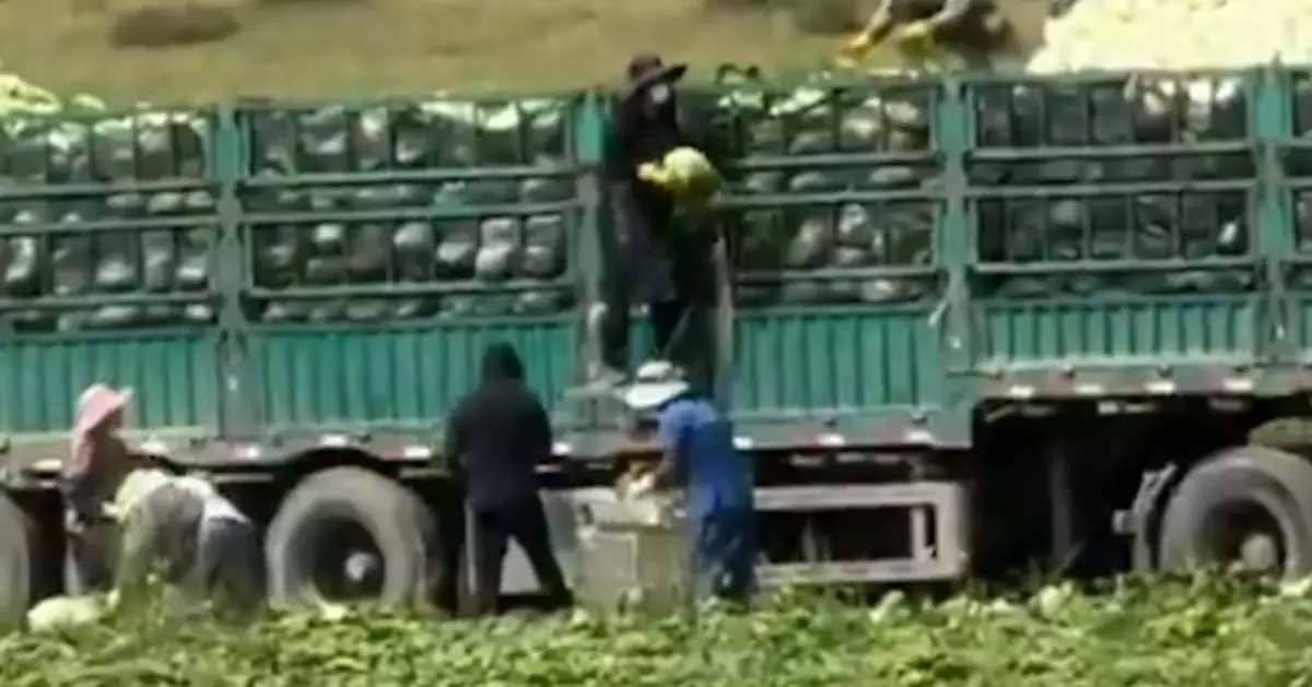 河北「甲醛白菜」事件 國務院食安辦等三部門指導地方嚴查