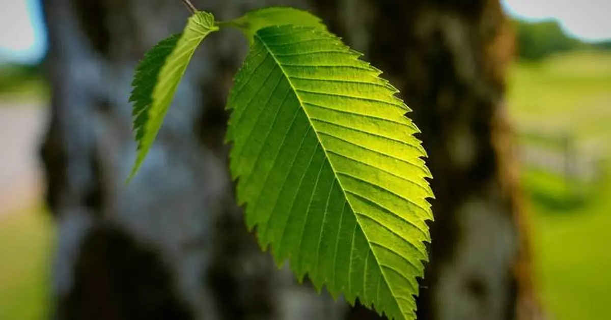 美國科學家培育新一代榆樹 冀抵抗致命荷蘭榆樹病