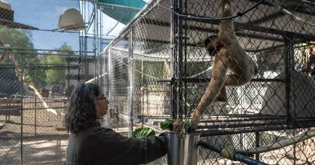 洛杉磯長臂猿保育中心半世紀護瀕危物種 獨特歌聲遠播