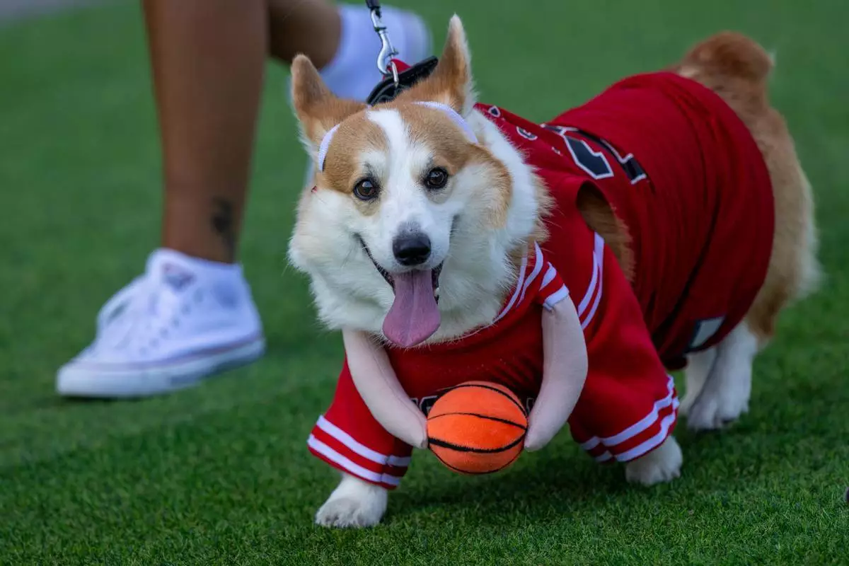 (美聯社圖片/Mindaugas Kulbis) 一隻哥基犬在立陶宛維爾紐斯舉行的2026年維爾紐斯哥基犬大賽國際活動中參與時裝表演，攝於2026年8月15日周六。 AP圖片