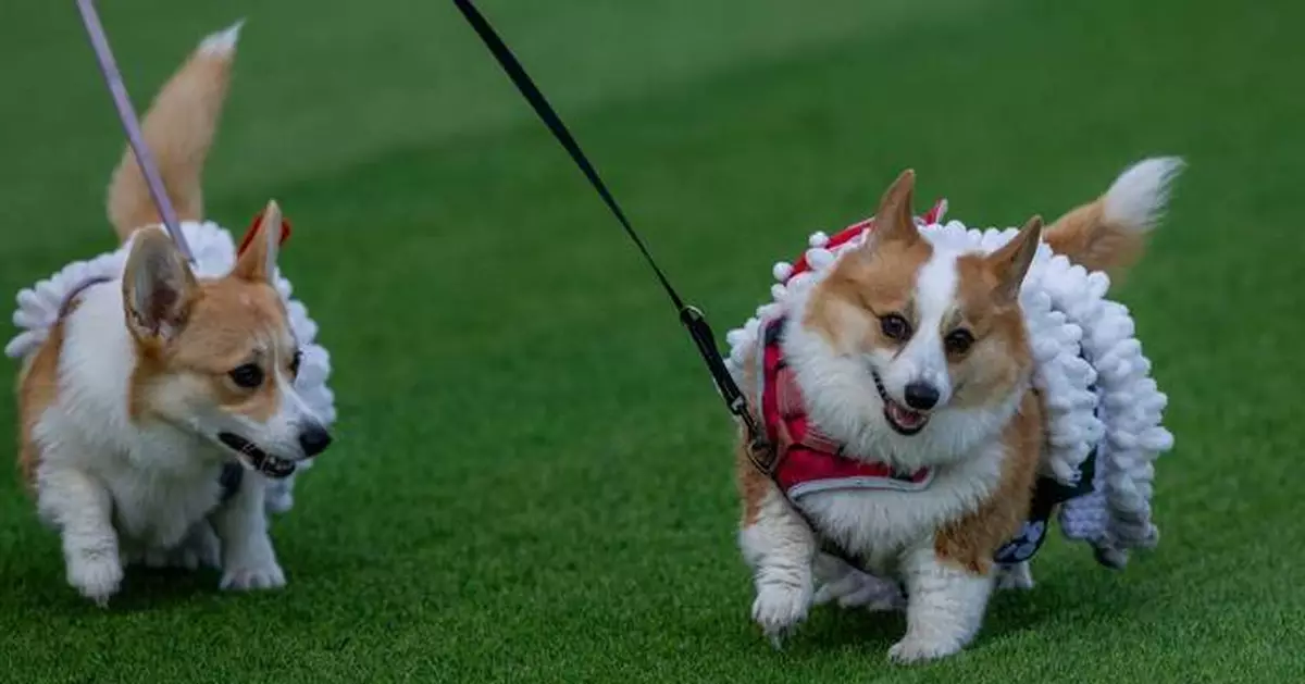 維爾紐斯哥基犬大賽舉行 150隻短腿犬爭奪榮譽