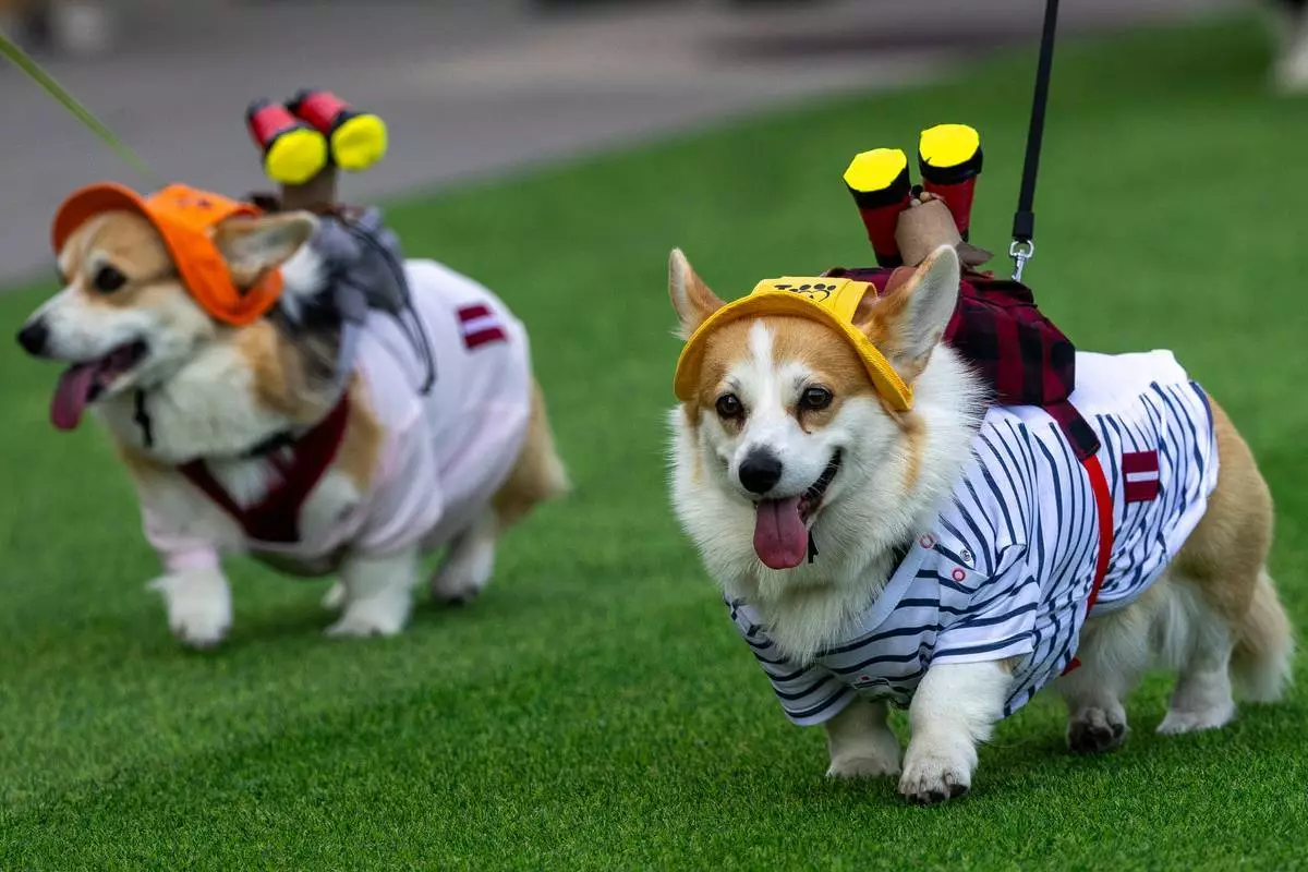 一隻哥基犬在立陶宛維爾紐斯舉行的2026年維爾紐斯哥基犬大賽國際活動中參與時裝表演。攝於2026年8月15日周六。(美聯社圖片/Mindaugas Kulbis) AP圖片