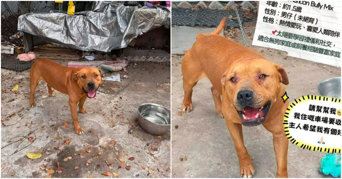 漁護署：打鼓嶺咬死人狗隻非唐狗 屬格鬥犬混血品種