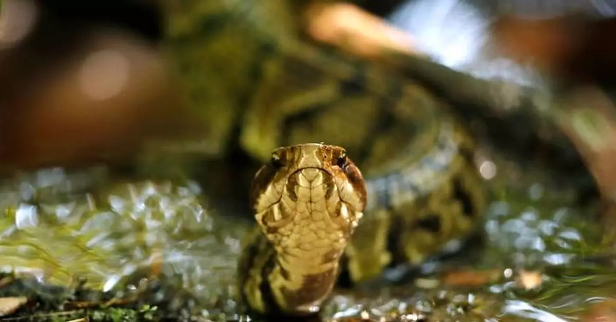 阿肯色州高中生頭盔驚現毒蛇 練習時險被咬