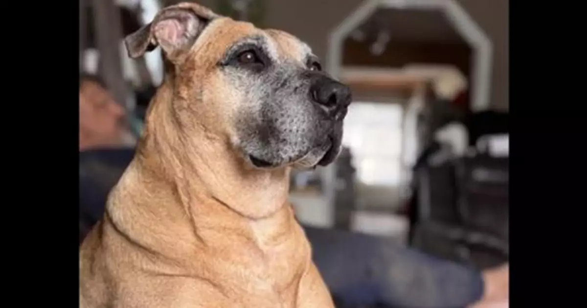 加拿大混種犬Chloe勇鬥黑熊護主 獲Purina動物名人堂大獎表揚