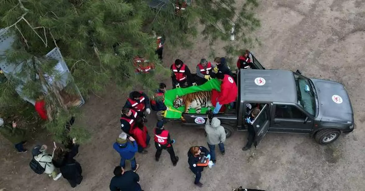 阿根廷惡名動物園30隻獅虎獲救 遷往南非美國庇護所