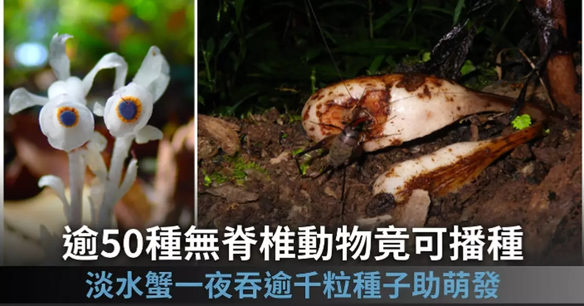 港大研究揭「腳下園丁」現象 逾50種無脊椎動物可傳播種子