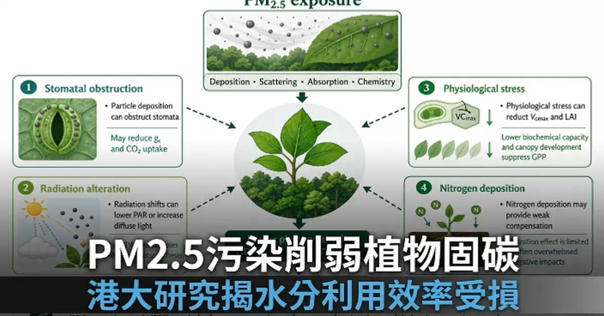 港大研究揭示隱藏氣候威脅：PM2.5污染削弱植物水分利用效率與碳吸收能力
