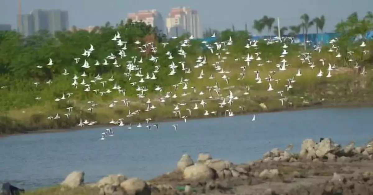 廣西北海濕地公園生態恢復良好 錄超200種雀鳥