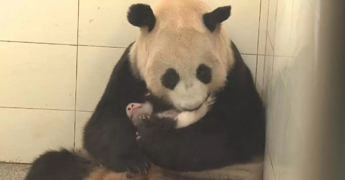 大熊貓芊芊誕雙胞胎幼崽 飼養員輪換餵養