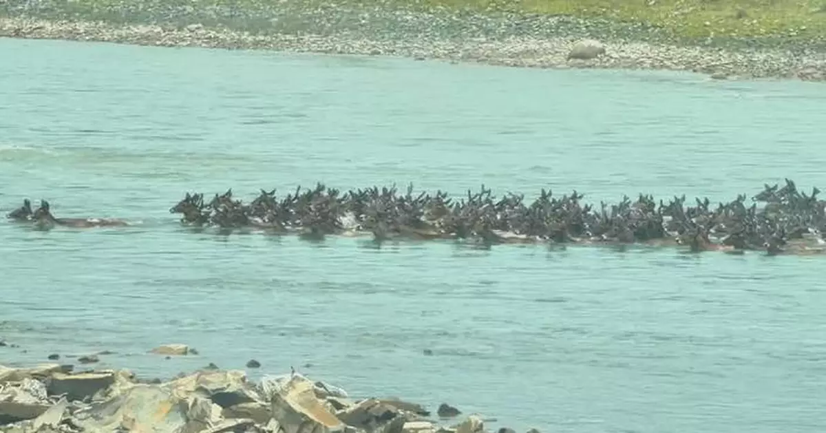 四川石渠縣發現超180隻白唇鹿橫渡河流