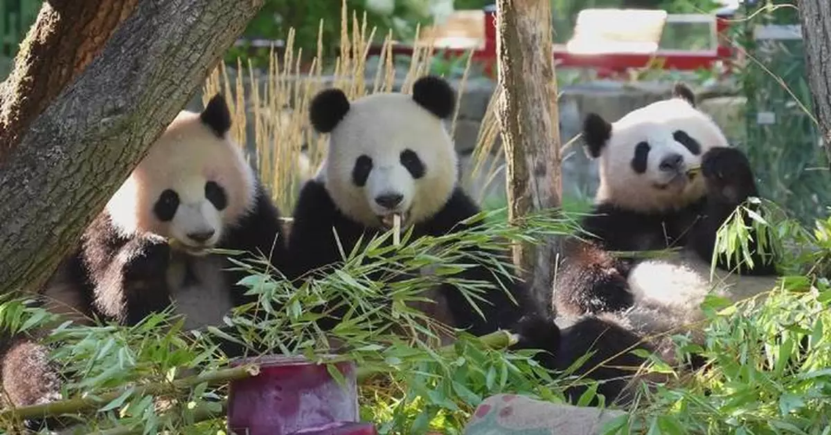 德國柏林動物園熊貓雙胞胎慶祝兩歲生日