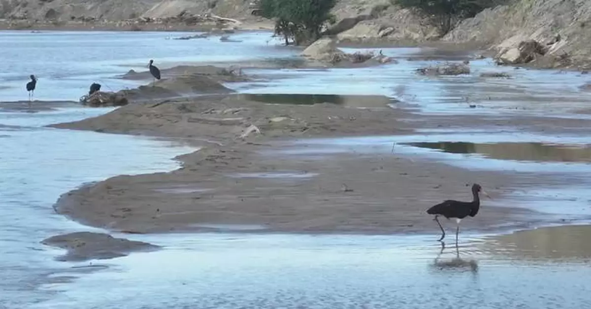 逾六十隻黑鸛現身新疆 於頭屯河流域築巢