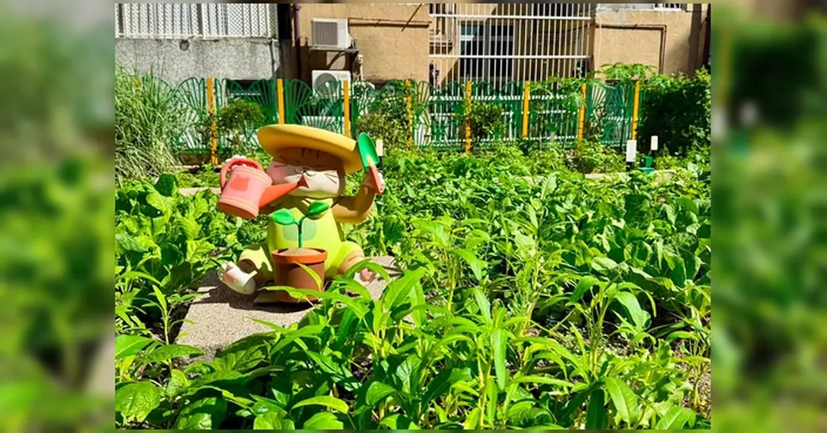 中西區城市耕作工作坊少年警訊篇圓滿結束 學員收割農作物並分享予區內家庭