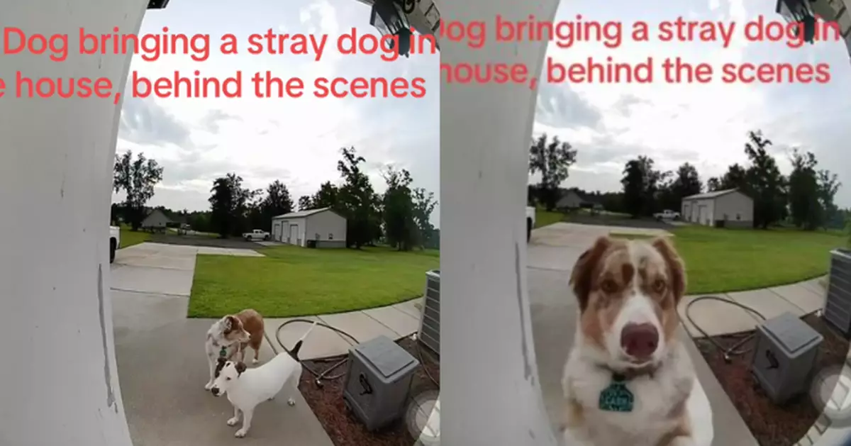 醒目澳洲牧羊犬自行開門帶流浪犬返家 女飼主被迫暫時收編哭笑不得