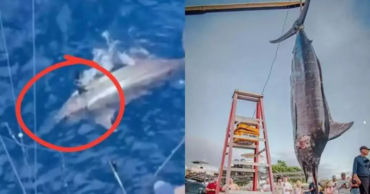 美漁船捕獲571KG巨型藍馬林魚 重量與目前世界紀錄僅差64KG