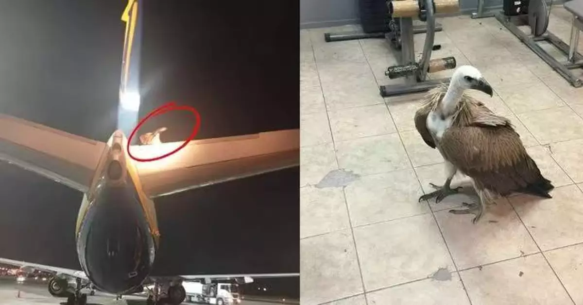 禿鷹停留客機尾翼累瑞安航空起飛受阻 消防員到場移走「不速之客」