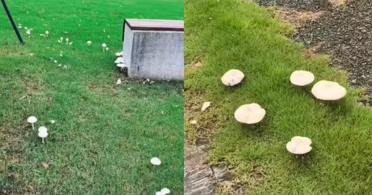 上海連日降雨野菇暴增 部分劇毒食咗要入ICU 當局警告：切勿採摘食用