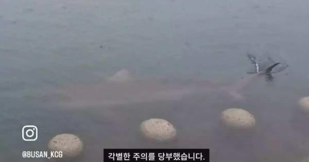 南韓釜山公園驚現3至4米巨鯊 一度游近步道 海警驅趕6小時仍未成功
