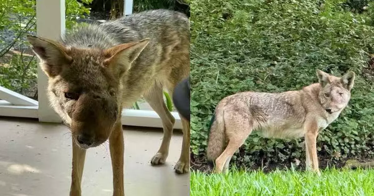 臉部腫脹變形似長腫瘤 加州郊狼獲救後遭揭頭骨藏2顆子彈 結局令人心碎