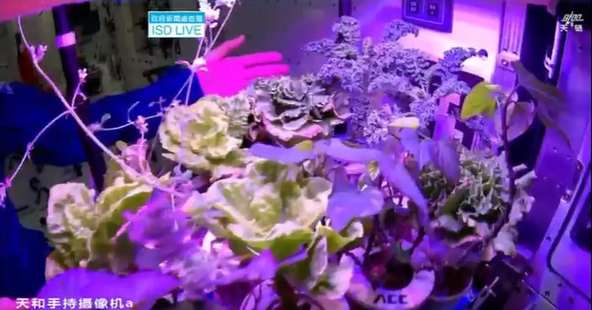 太空菜園亮相！黎家盈講解航天員如何實現「蔬菜自由」