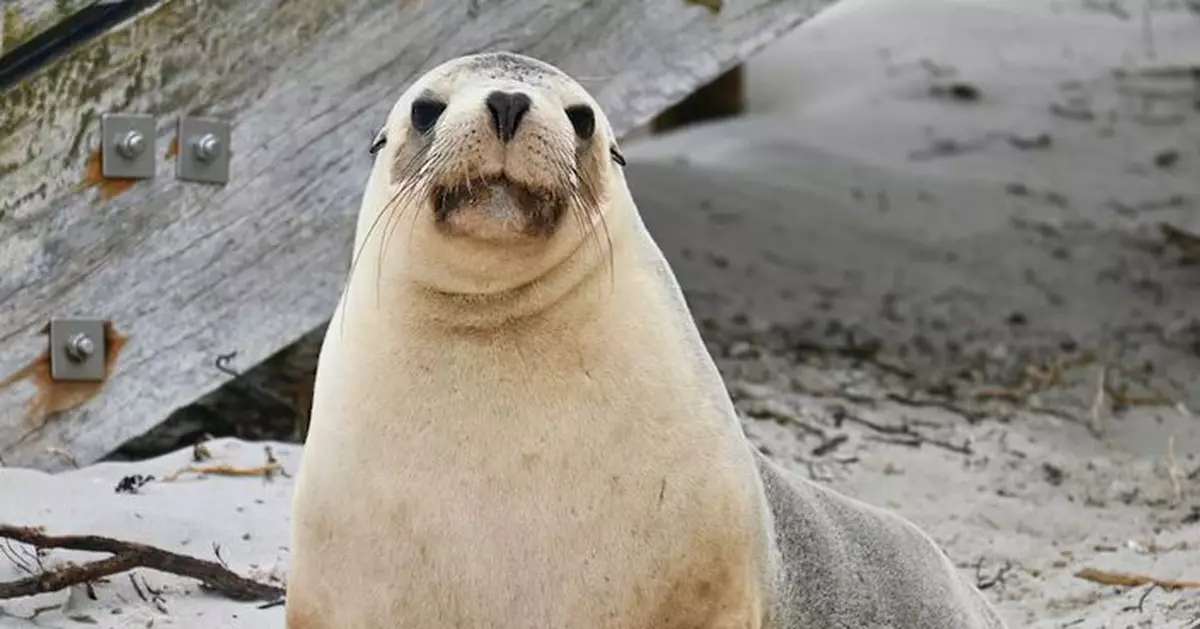 澳洲首次在海獅身上驗出H5N1禽流感病毒
