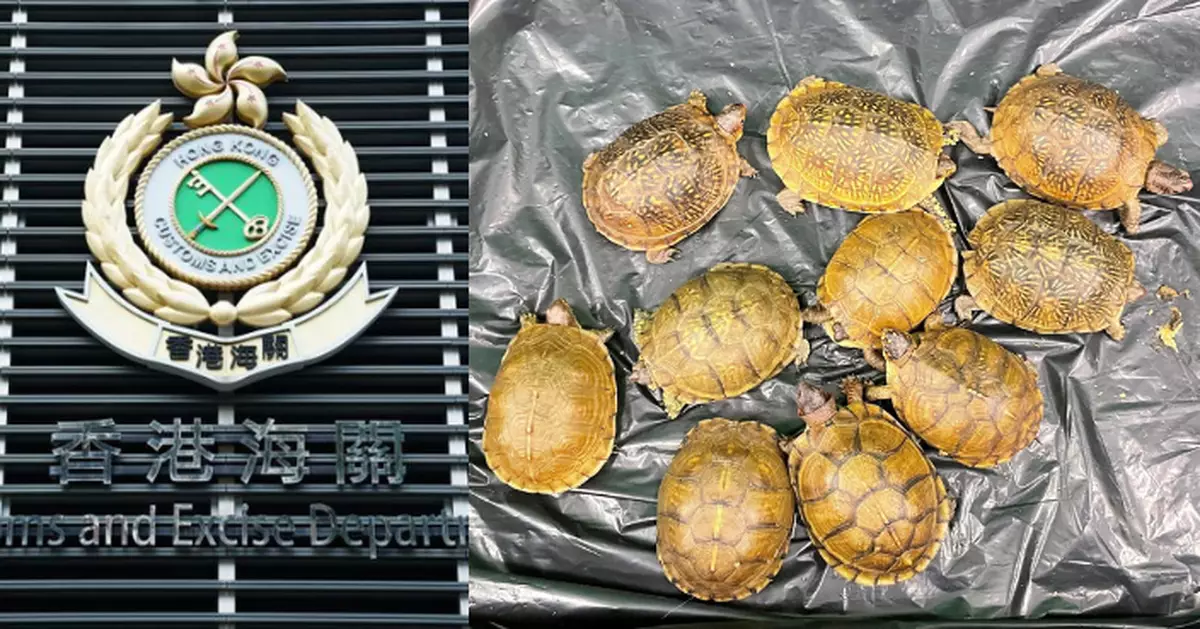 海關機場檢10隻懷疑受管制屬瀕危物種活龜 市值兩萬元