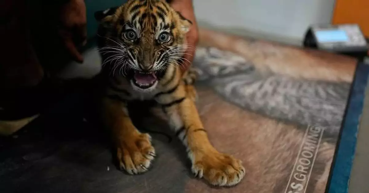 希臘動物園誕生三隻蘇門答臘虎幼崽 助建瀕危物種後備族群