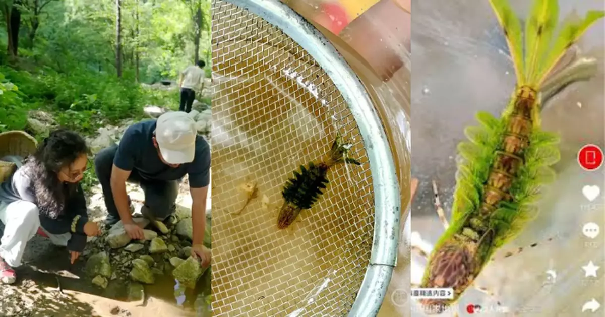 通體翠綠、魚骨身？陝西「怪蟲」身份大揭曉　體色竟另藏玄機