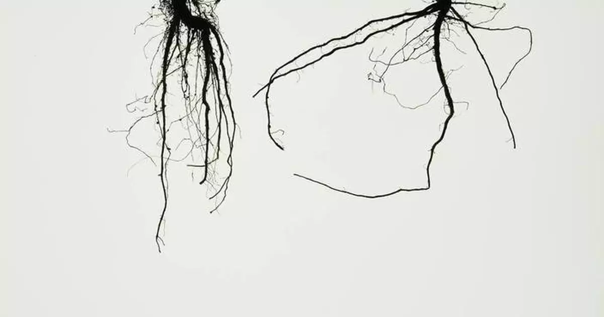 科學家研發深根大豆 應對氣候變化增碳儲量