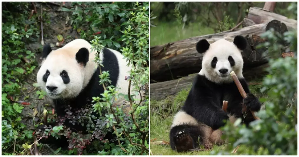習近平宣布大熊貓「平平」「福雙」將落戶美國亞特蘭大動物園