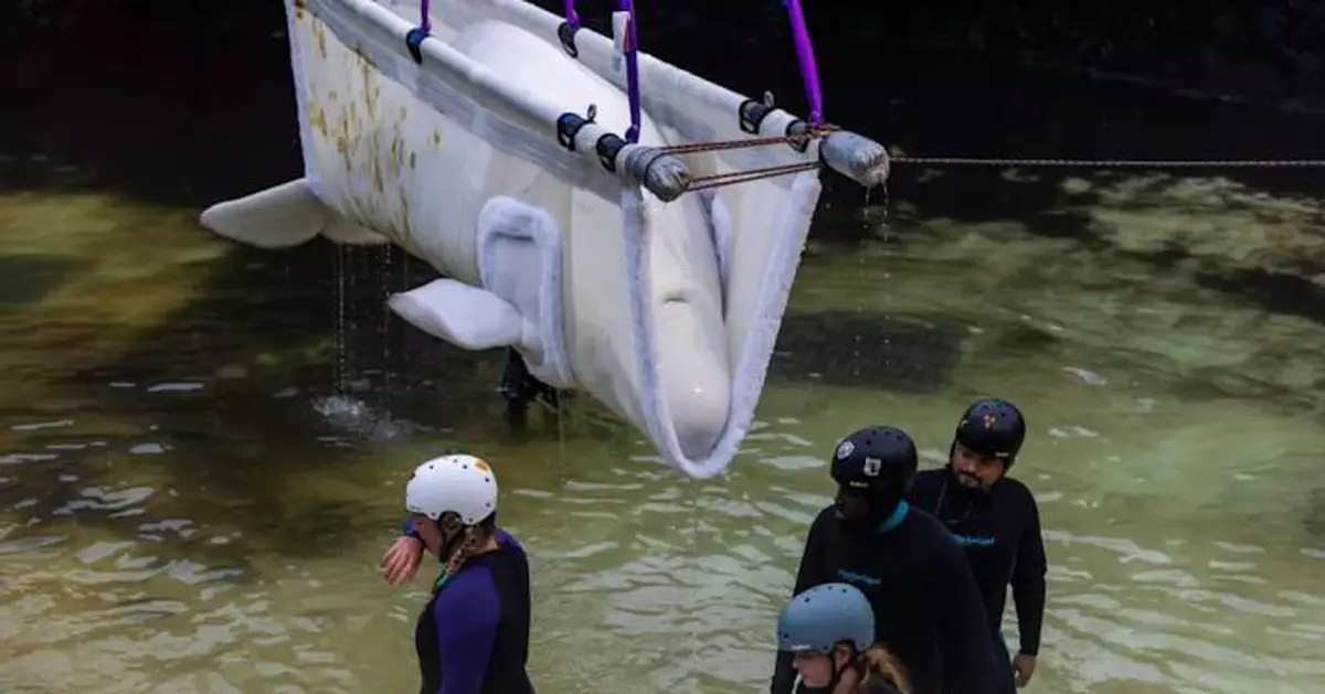 加國海洋公園送走最後圈養鯨豚 全球最大遷移行動落幕 訓練員淚別：像失去親人