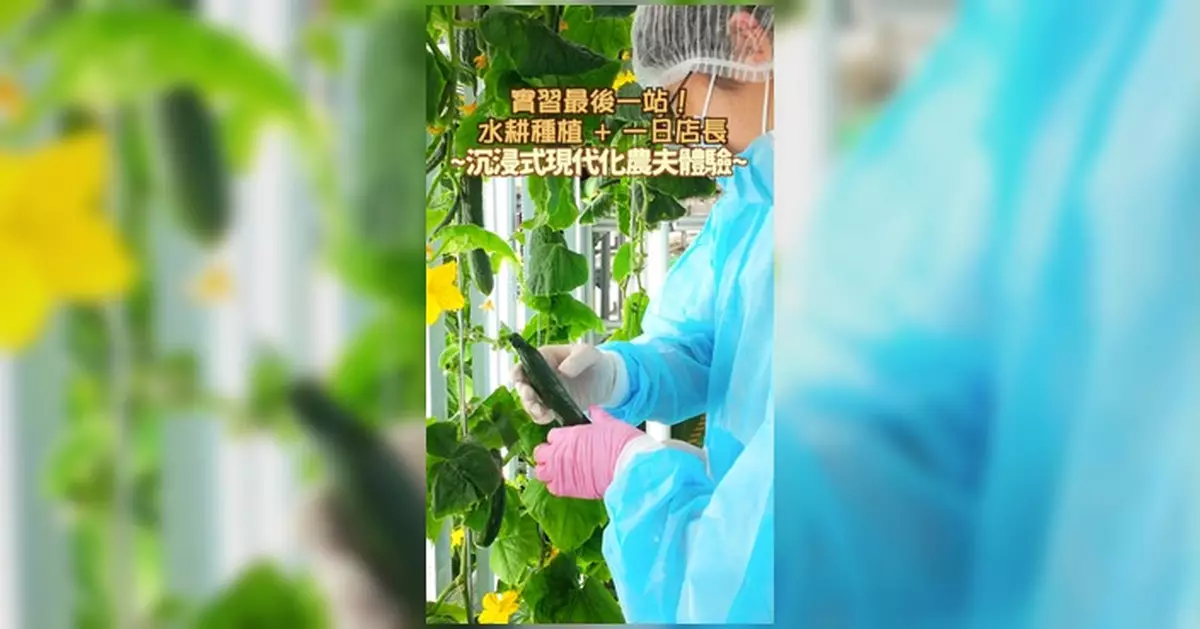 漁護署精華重溫最終回 帶學生體驗無土種植生產銷售全流程