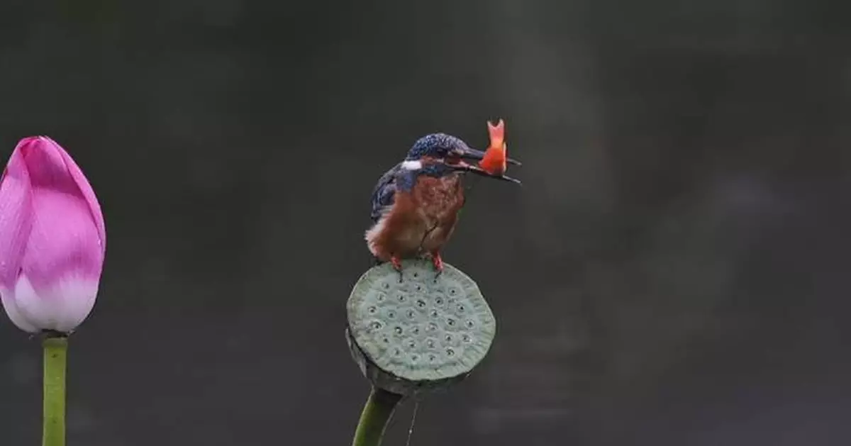 翠鳥華北捕魚吞食 攝影師捕捉精彩瞬間