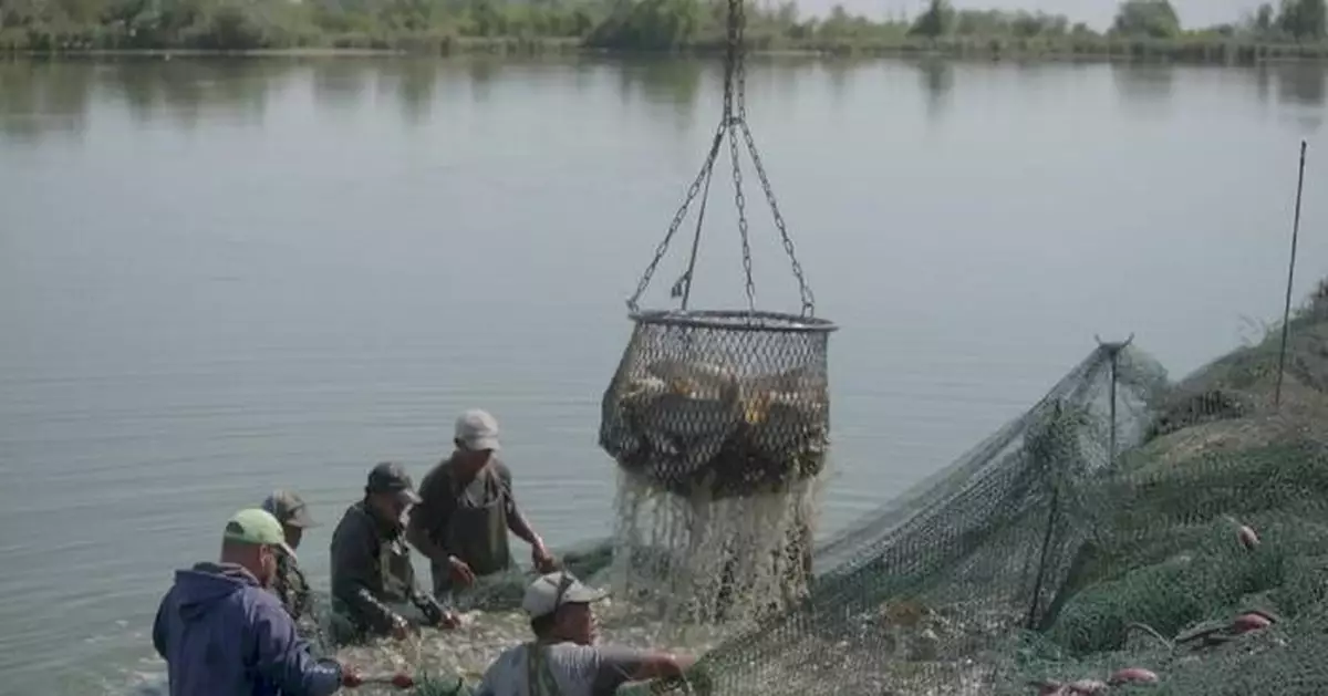 匈牙利漁民受熱浪乾旱夾擊 水位下降魚類難生存