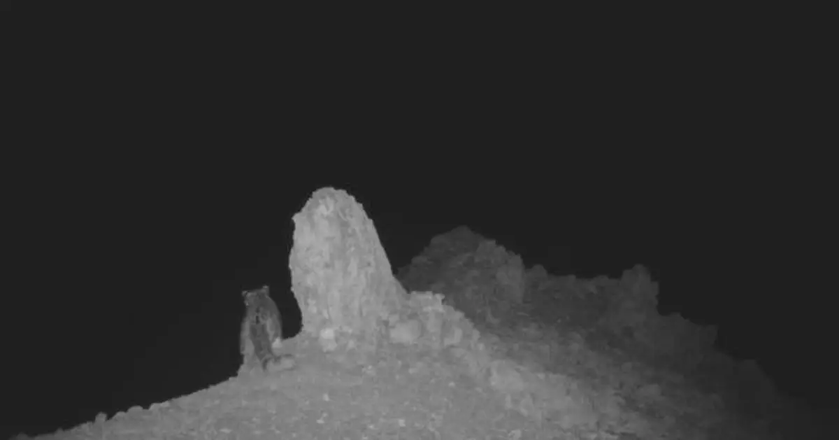 四川濕地保護區首次拍到雪豹蹤影