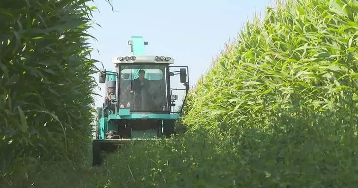中國2025年牧草種植面積達773萬公頃