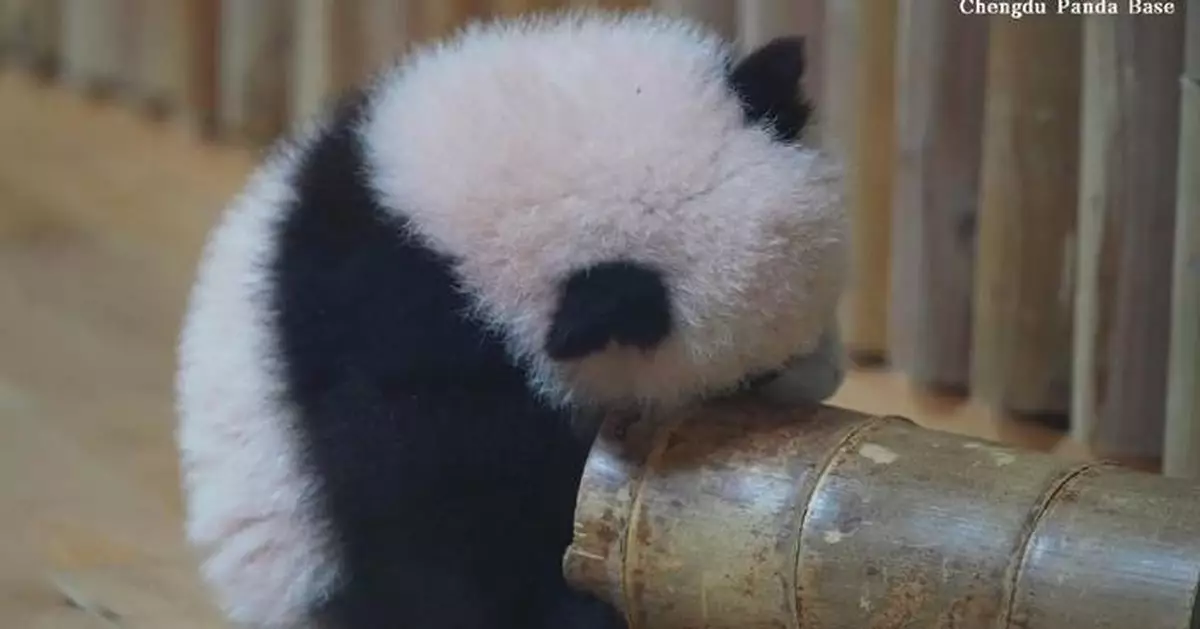 成都大熊貓幼崽長牙期 啃竹巢探索世界