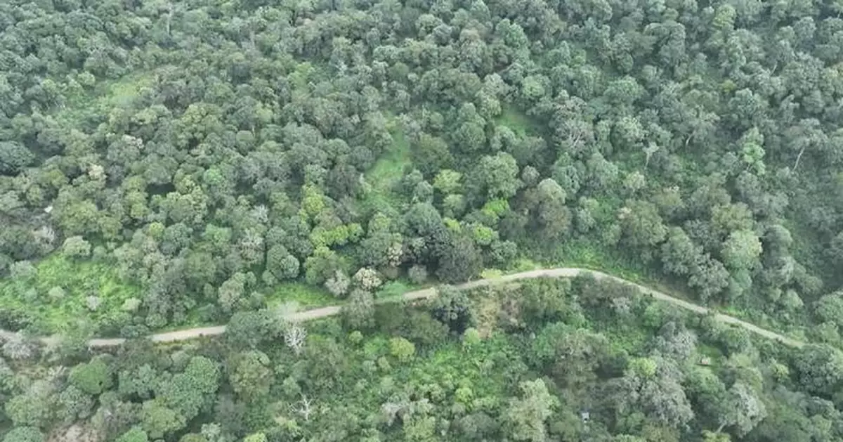 中國普洱完成古茶樹數碼建檔 景邁山推智能平台保育
