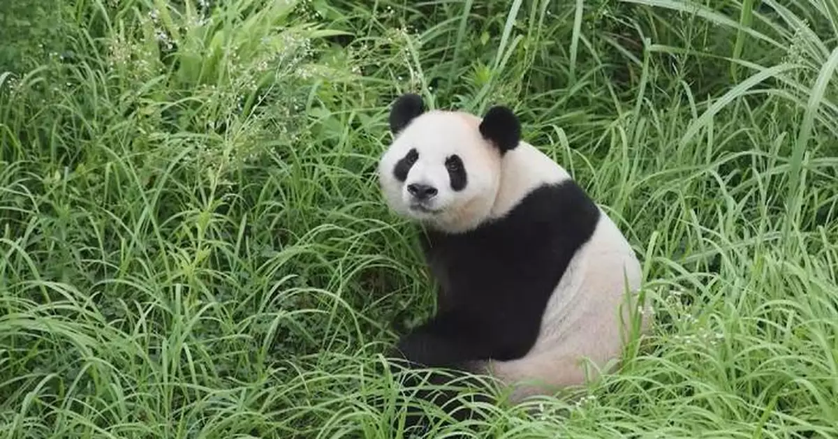 中國將送一對大熊貓赴美 亞特蘭大動物園展開十年合作