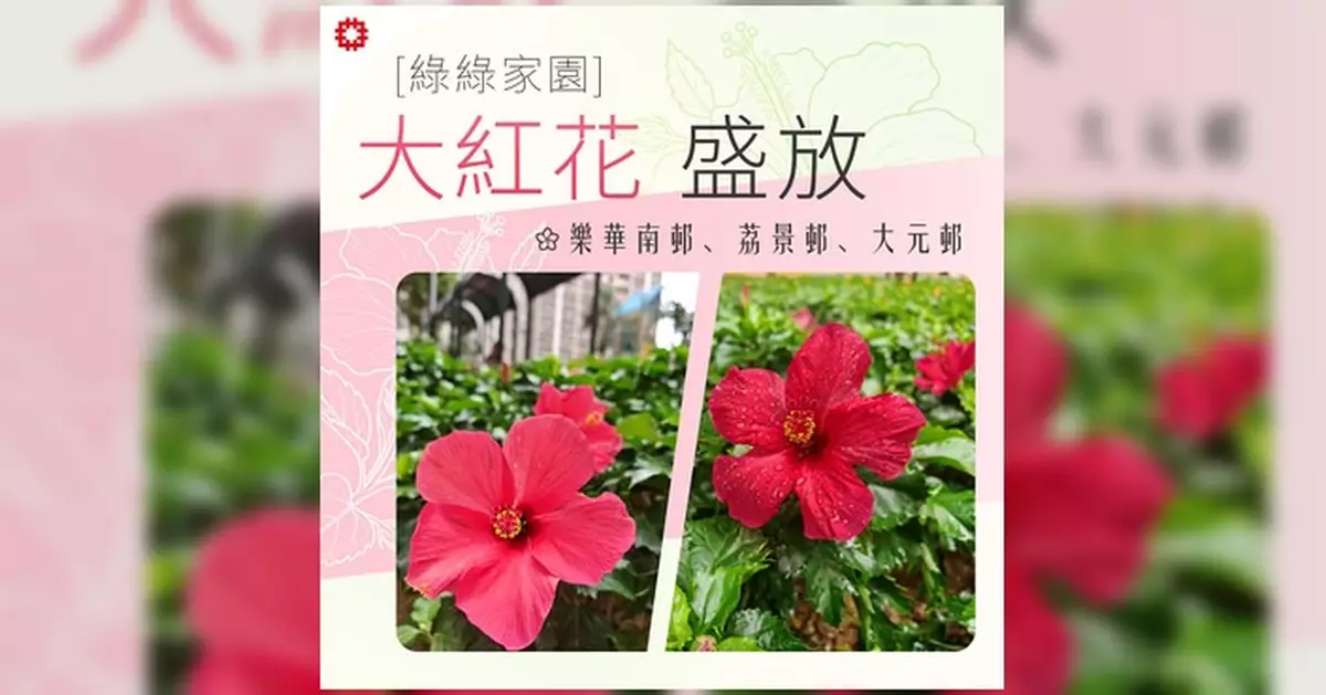 房委會指樂華南邨荔景邨大元邨大紅花盛放 為秋日添繽紛色彩