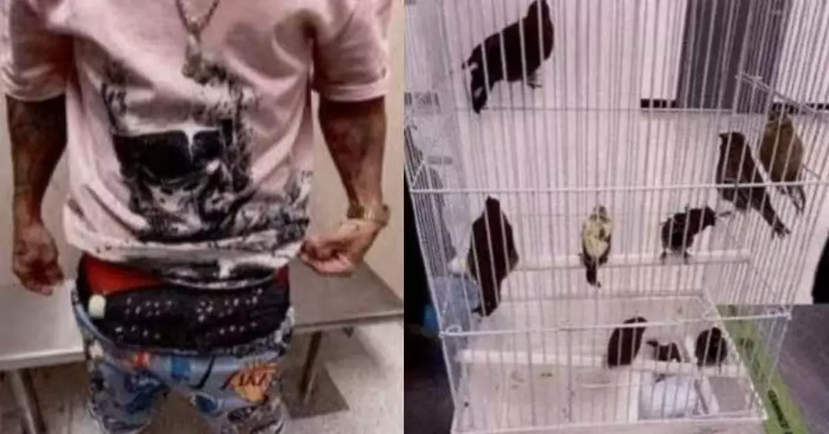 褲襠異常隆起惹疑 古巴裔男內褲暗袋藏10隻活鳥闖美海關被捕