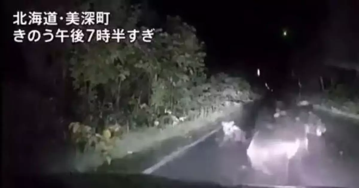 駕車返家遇棕熊母子擋路 日女遭母熊3度撲車撞穿引擎蓋嚇壞驚呼