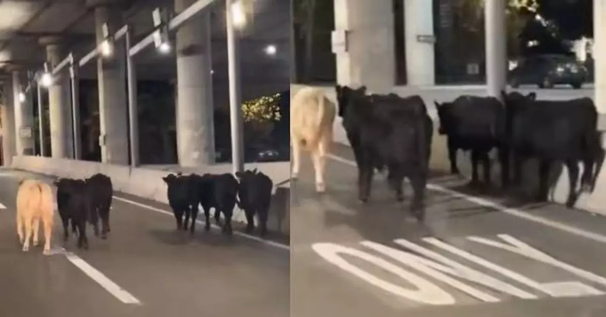 美國運牛貨車高速公路交匯處翻側墜落 數十隻牛逃出沿公路狂奔致交通大亂