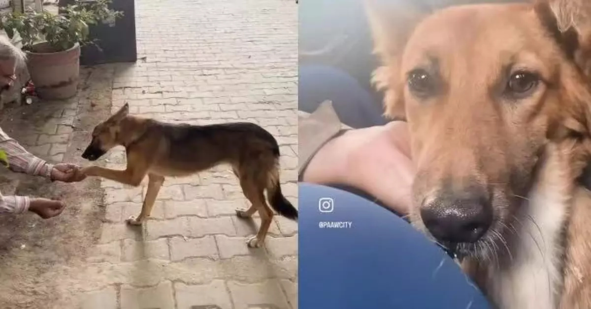 被指具攻擊性無人敢靠近 印度德國牧羊犬獲救援人員耐心安撫放下戒心
