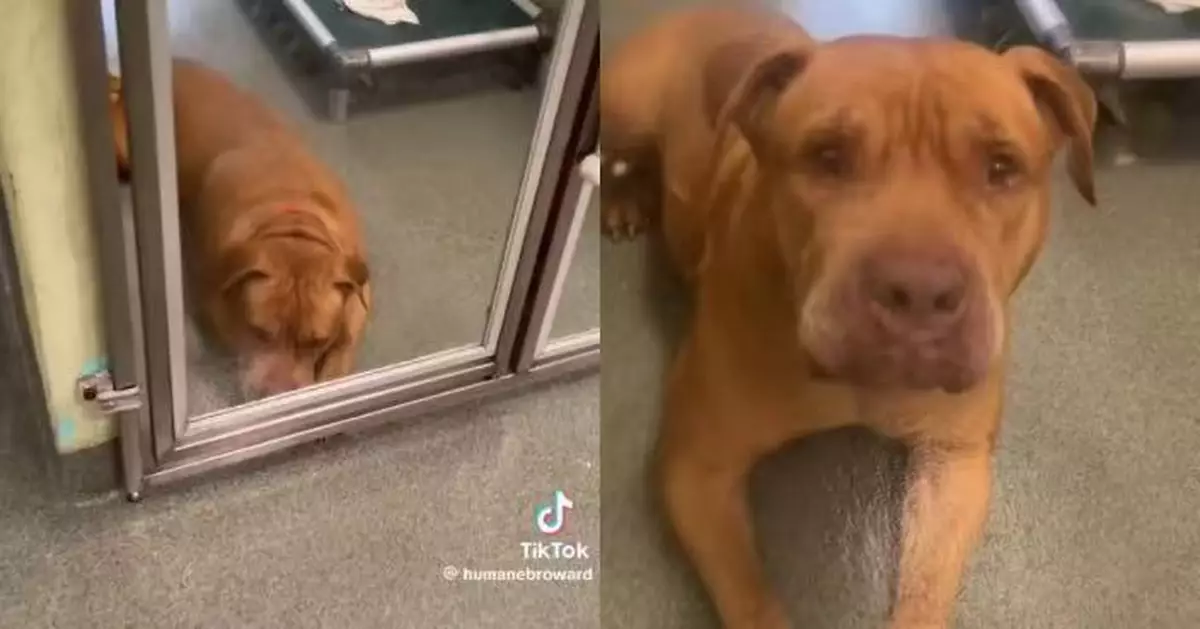 因主人心臟病發被迫送養 比特犬失溫暖家園後獨自在籠捨嗚咽哭泣勁惹人憐