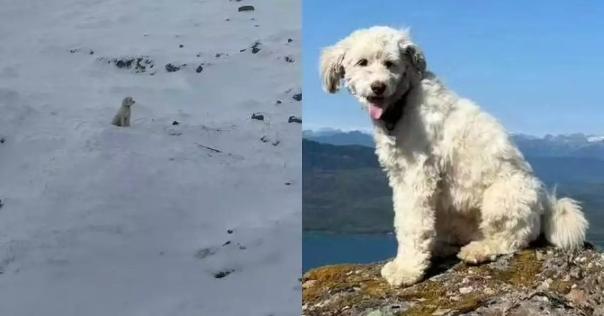 美登山客遇雪崩墜152米山谷獲救 隨行愛犬失蹤逾50小時後奇蹟被尋回