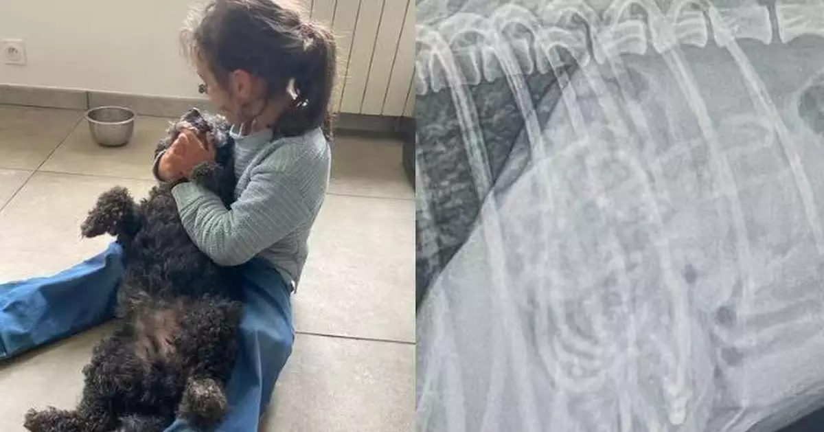 偷食近百條髮圈致腸塞敗血症 狗狗3周動3次手術險喪命仍堅強求生感動獸醫