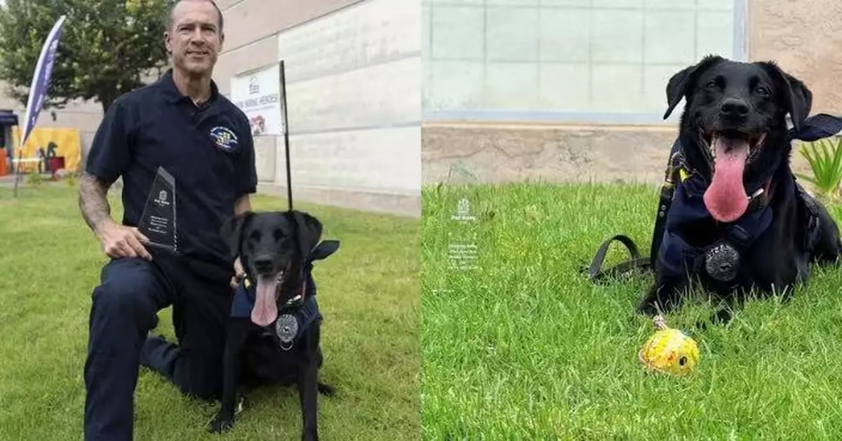 長期未獲領養 拉布拉多混種犬受訓成搜救犬後獲頒寵物英雄獎